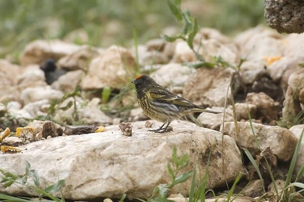 Male Red-fronted Serin Southern Turkey May