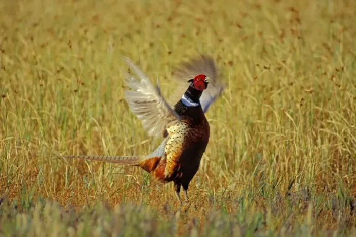 Framed Print : Male Ring-necked Pheasant - spring mating display. b2807 Framed Print : Male Ring-necked Pheasant - spring mating display. b2807