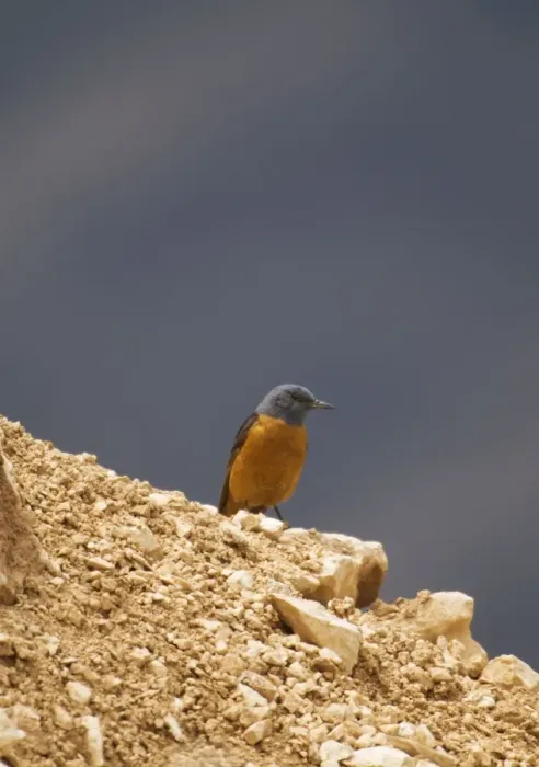 Framed Print : Male Rock Thrush Turkey May