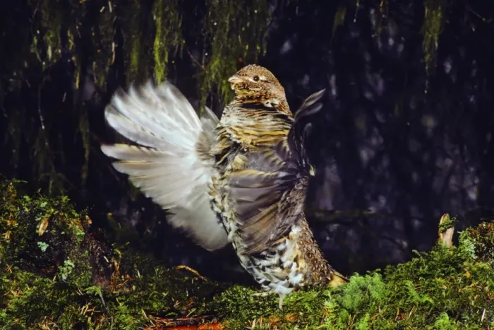 Framed Print : Male Ruffed Grouse drumming, mating, territorial display beneath moss draped limbs. Olympic National Park, Washington Pacific Northwest. April. BG244 Framed Print : Male Ruffed Grouse drumming, mating, territorial display beneath moss draped limbs. Olympic National Park, Washington Pacific Northwest. April. BG244