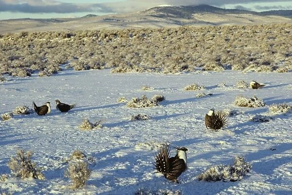Male Sage Grouse strutting on lek after fresh snow. Eastern Oregon's 'high desert. ' March. BG303
