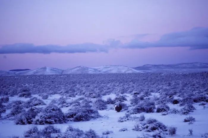 Framed Print : Male Sage Grouse - strutting on snow covered lek in eastern Oregon's high desert region. Photo taken before sunrise. bg361 Framed Print : Male Sage Grouse - strutting on snow covered lek in eastern Oregon's high desert region. Photo taken before sunrise. bg361
