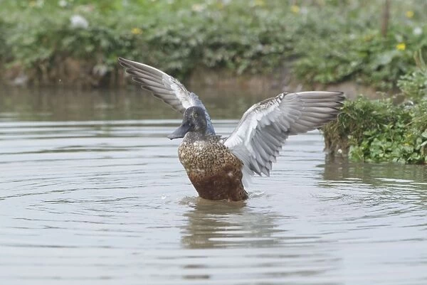 Male Shoveler - in eclipse - flapping wings, Cley Marshes - Norfolk UK
