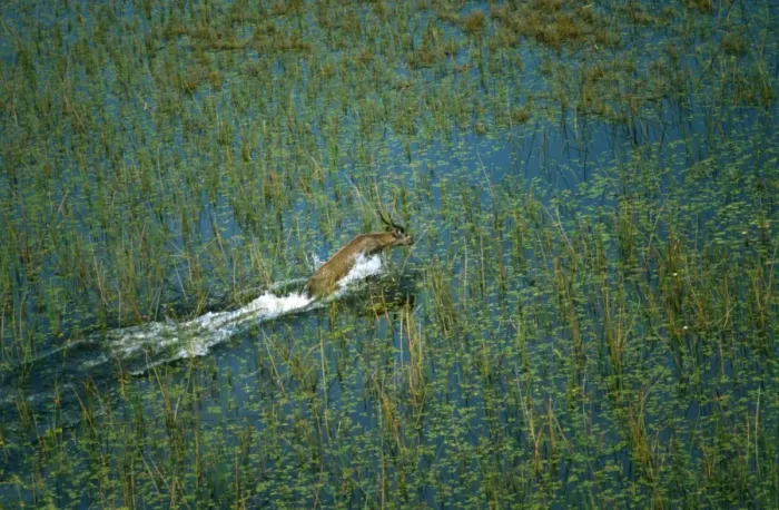 Framed Print : Male Sitatunga - Aerial view of male sitatunga leaping through marshland, its favoured habitat, where its long splayed hooves are adapted to this environment. Okavango, Botswana. Africa Framed Print : Male Sitatunga - Aerial view of male sitatunga leaping through marshland, its favoured habitat, where its long splayed hooves are adapted to this environment. Okavango, Botswana. Africa