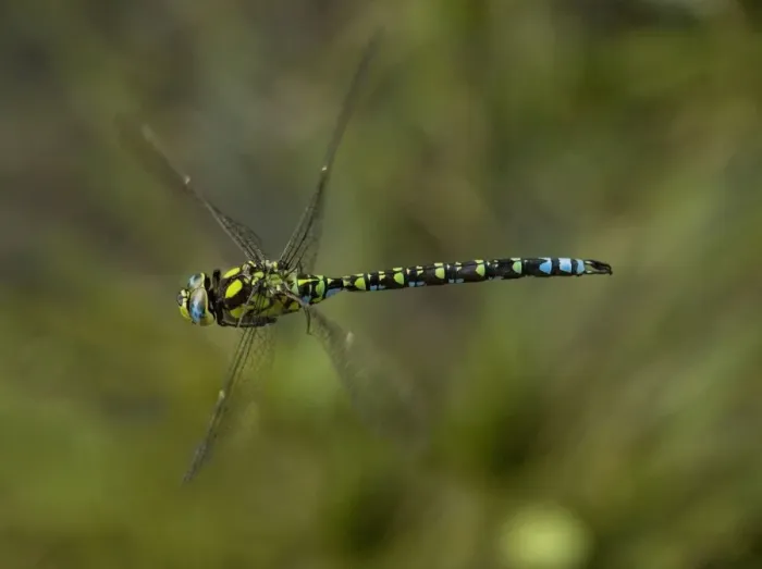 Framed Print : Male southern Hawker (Aeshna cyanea) in flight. Dorset Framed Print : Male southern Hawker (Aeshna cyanea) in flight. Dorset