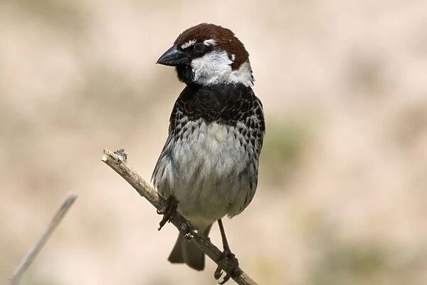 Male Spanish Sparrow Turkey May
