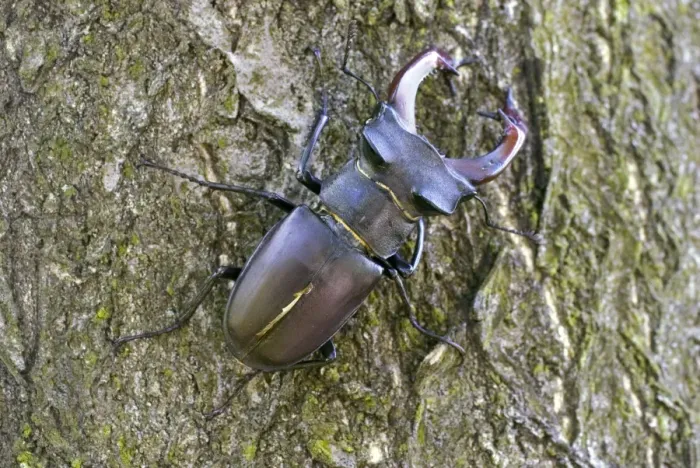 Framed Print : Male Stag Beetle - Bukk National Park - Hungary