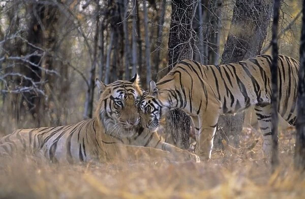 Male Tiger named B - 1 reluctantly accepting the presence of a male cub, Bandhavgarh National Park, India