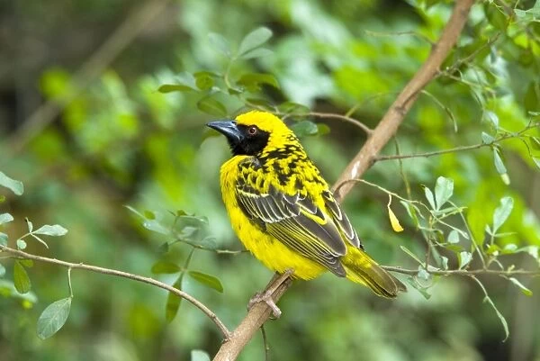 Male Village  /  Spotted-backed Weaver on perch. Inhabits savanna, breeding colonially in trees, often overhanging water. Congregates in large flocks in grassland when not breeding. Grahamstown, Eastern Cape, South Africa