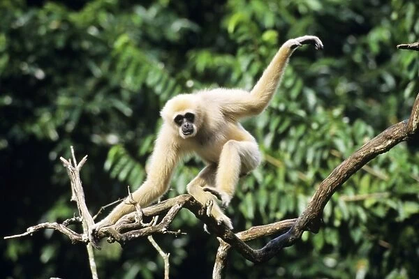 Male White-handed Gibbon  /  Common Gibbon, balancing on tree, S. E. Asia. 4MP312