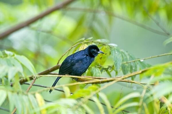 Male white-lined Tanager - on branch among leaves - Asa Wright Centre - Trinidad