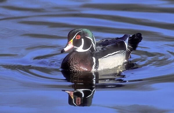 Male wood duck, During fall migration, New York State, USA