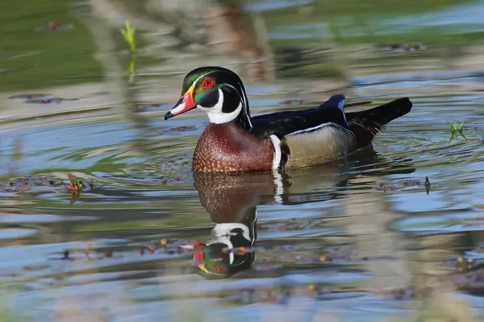 Framed Print : Male, wood Duck, Kentucky Date: 18-04-2021