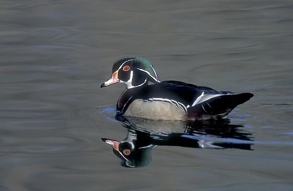 Male wood duck resting during fall migration, New York state, USA