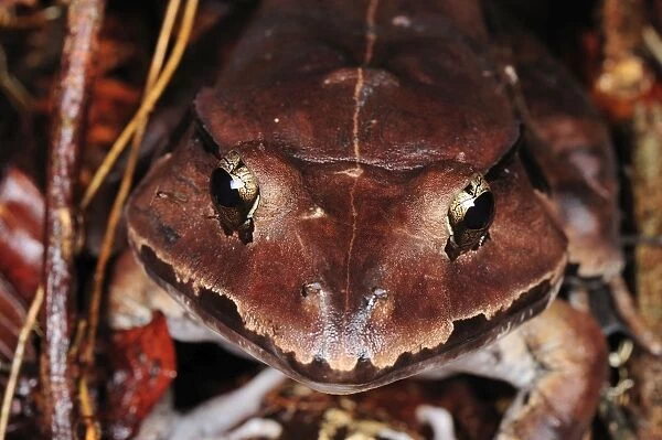 The Malesian Frog  /  Peat Swamp Frog - Tanjung Puting National Park - Kalimantan - Borneo - Indonesia