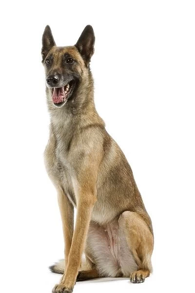 Malinois  /  Belgian Shepherd Dog. Also know as Chien de Berger Belge