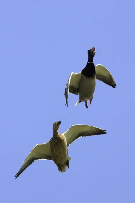 Framed Print : Mallard. WAT-10564. Mallard - two in flight