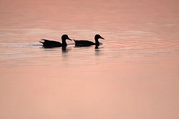 Mallard - 2 ducks swimming on lake at twilight, Island of Texel, Holland