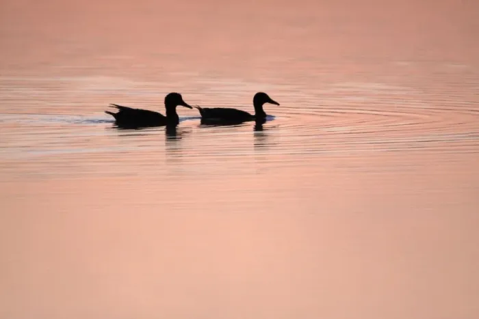 Framed Print : Mallard - 2 ducks swimming on lake at twilight, Island of Texel, Holland Framed Print : Mallard - 2 ducks swimming on lake at twilight, Island of Texel, Holland