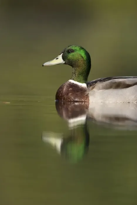 Framed Print : Mallard Adult drake Cleveland, UK Framed Print : Mallard Adult drake Cleveland, UK