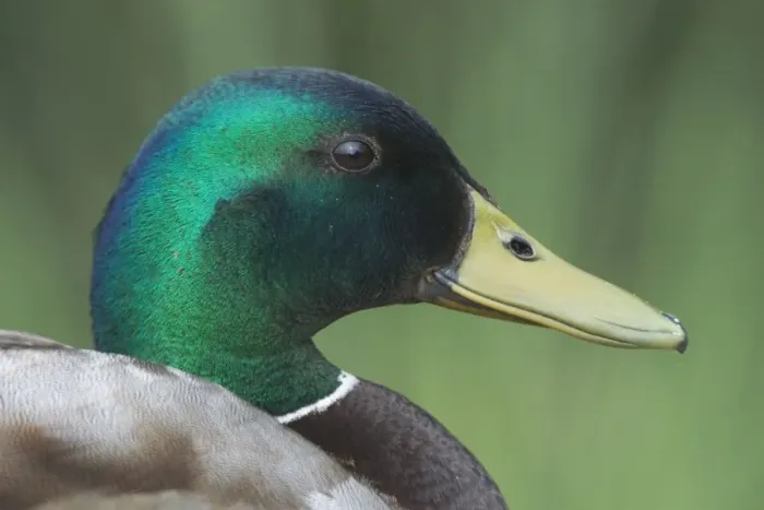 Framed Print : Mallard - Drake, Close-up of head. England Framed Print : Mallard - Drake, Close-up of head. England
