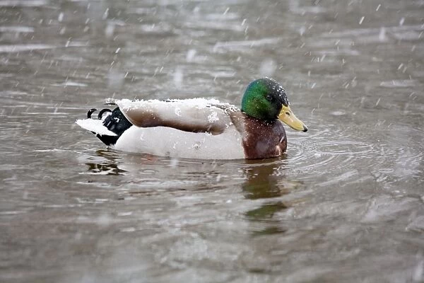 Mallard - drake duck in snow - UK