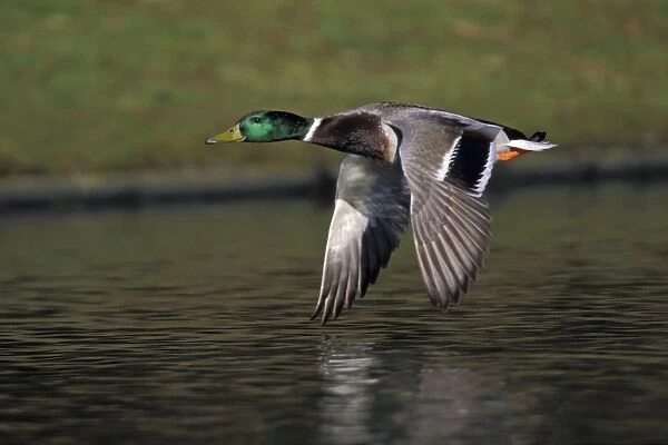 Mallard - Drake flying over lake. Lower Saxony, Germany