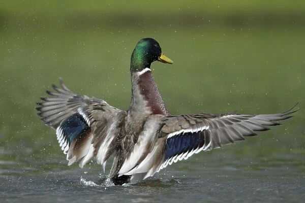 Mallard - drake on lake flapping wings - Hessen - Germany