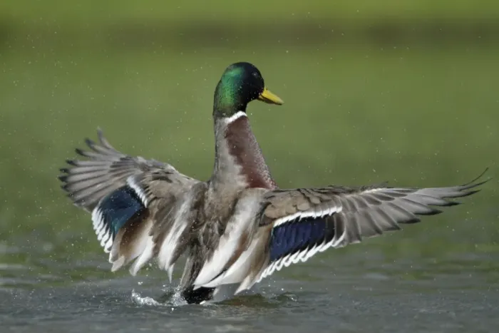 Framed Print : Mallard - drake on lake flapping wings - Hessen - Germany Framed Print : Mallard - drake on lake flapping wings - Hessen - Germany