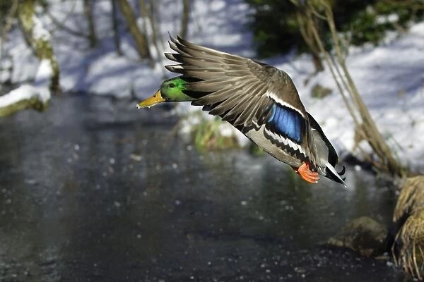Mallard - Drake landing on frozen lake in winter. Lower Saxony, Germany