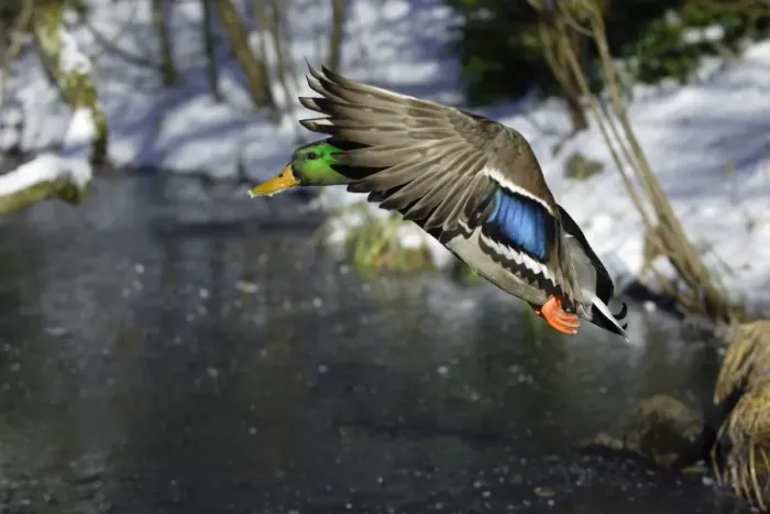 Framed Print : Mallard - Drake landing on frozen lake in winter. Lower Saxony, Germany Framed Print : Mallard - Drake landing on frozen lake in winter. Lower Saxony, Germany