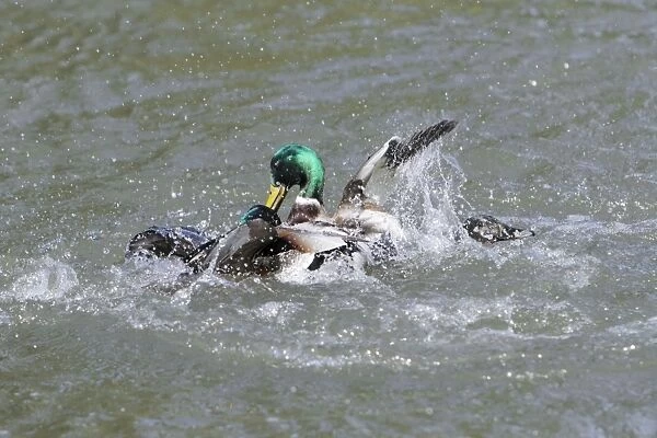Mallard - two drakes fighting over duck during breeding season - Hessen - Germany