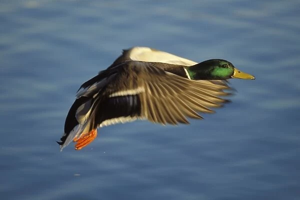 Mallard Duck - drake in flight North America bd711