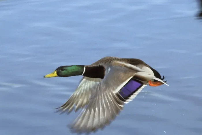 Framed Print : Mallard Duck - drake in flight Washington, British Columbia bd741 Framed Print : Mallard Duck - drake in flight Washington, British Columbia bd741