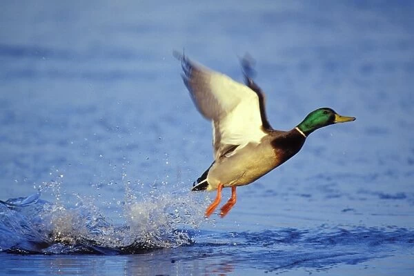 Mallard duck - drake taking off bd556