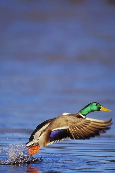 Mallard Duck drake - taking off bd611