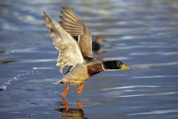 Mallard duck - drake taking off. kb4790