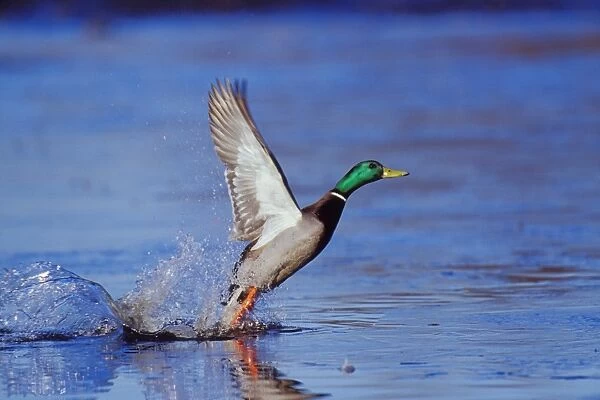 Mallard duck drake - taking off from lake. bd623