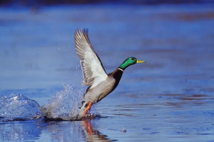 Framed Print : Mallard duck drake - taking off from lake. bd623 Framed Print : Mallard duck drake - taking off from lake. bd623