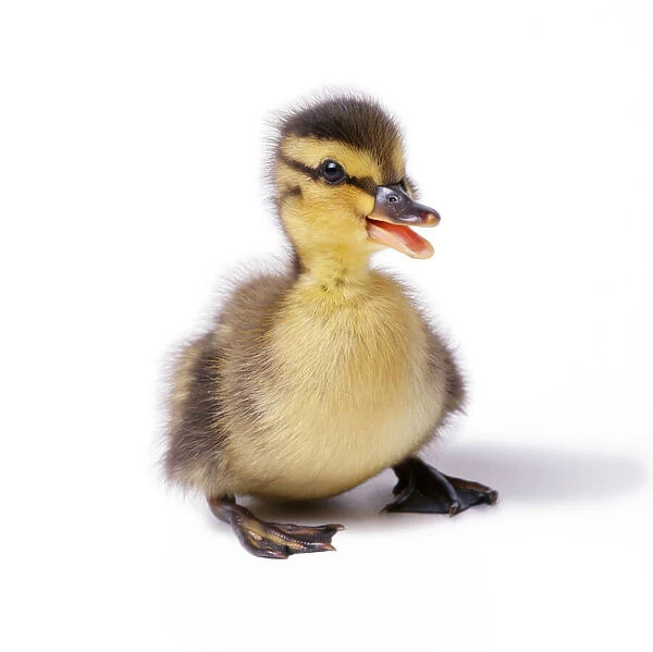 Mallard Duck - duckling at 24 hours