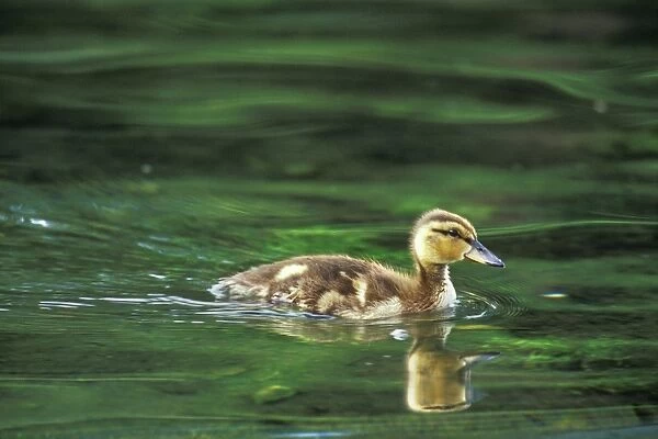 Mallard duck - duckling bd519
