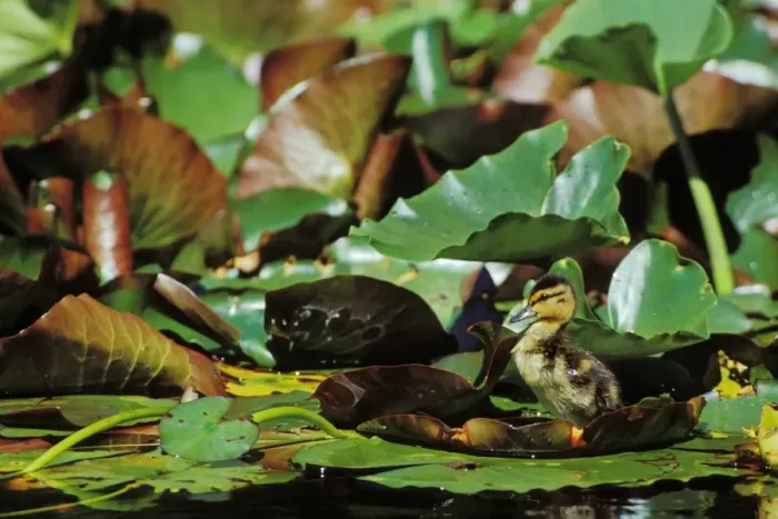 Framed Print : Mallard duck - duckling on lily pad bd671 Framed Print : Mallard duck - duckling on lily pad bd671
