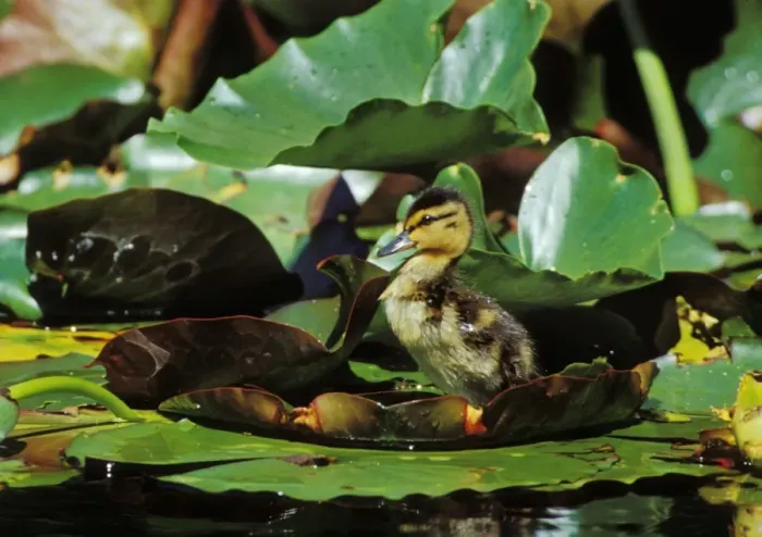 Framed Print : Mallard duck - duckling on lily pad bd671 Framed Print : Mallard duck - duckling on lily pad bd671