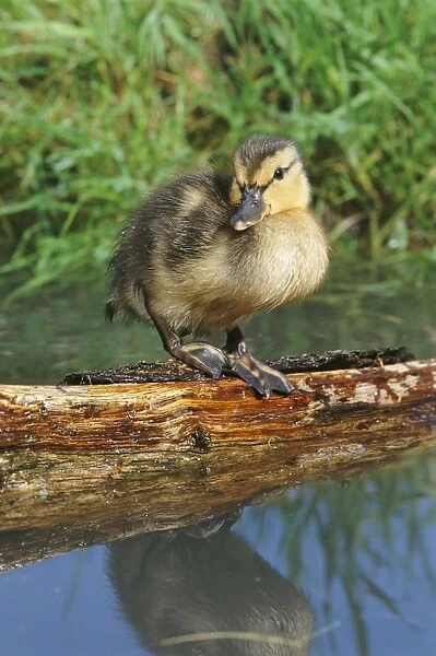Mallard Duck - Duckling standing on log in a pond