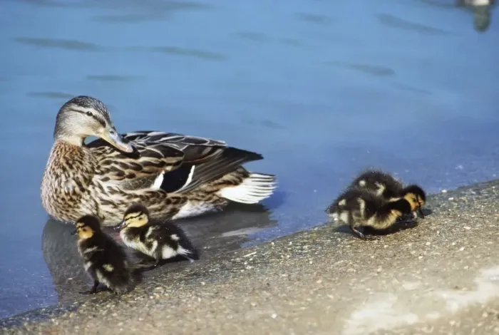 Framed Print : Mallard Duck with ducklings Framed Print : Mallard Duck with ducklings