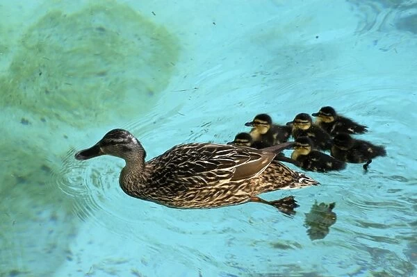 Mallard duck and family