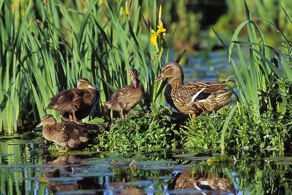 Mallard duck - family, hen with ducklings on old log among yellow iris. Pacific NW. June. BD648