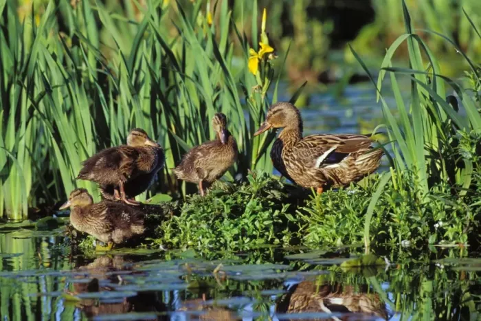 Framed Print : Mallard duck - family, hen with ducklings on old log among yellow iris. Pacific NW. June. BD648 Framed Print : Mallard duck - family, hen with ducklings on old log among yellow iris. Pacific NW. June. BD648
