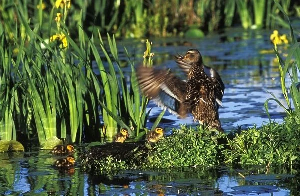 Mallard duck - family, hen with young ducklings. Hen is drying her wings. Yellow iris in pond. Pacific NW. June. bd640