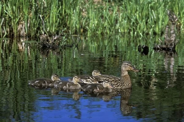 Mallard Duck - family hen with young ducklings Pacific NW. June. bd638